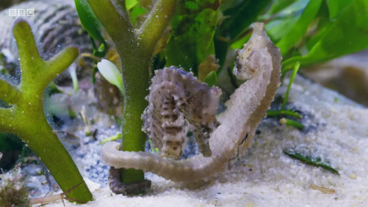Short-snouted seahorse (Hippocampus hippocampus) as shown in The Mating Game - Oceans: Out of the Blue